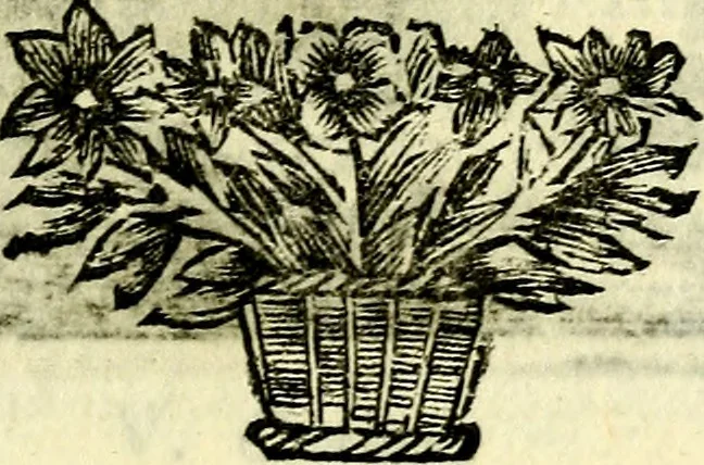 An illustration from C. F. Menestrerii ... Philosophia imaginum id est sylloge symbolorum amlissima, .., 1695, leaf 380