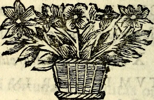 An illustration from C. F. Menestrerii ... Philosophia imaginum id est sylloge symbolorum amlissima, .., 1695, leaf 397