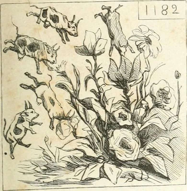 An illustration from Cham, 1853, leaf 24