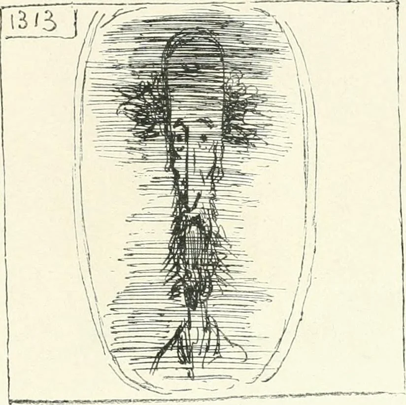 An illustration from Cham, 1853, leaf 242