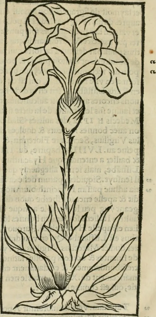 An illustration from Champ fleury : au quel est contenu lart & science de la deue & vraye proportio[n] des lettres attiques, quo[n] dit autreme[n]t lettres antiques, & vulgairement lettres romaines proportionnes selon le corps & visage humain ..., 1529, leaf 37
