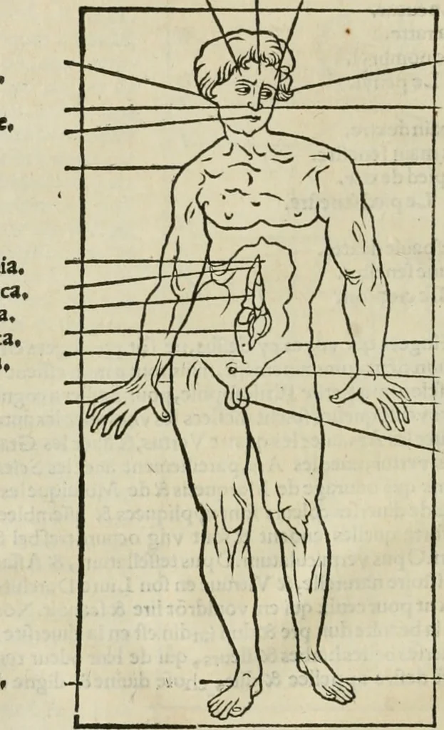 An illustration from Champ fleury : au quel est contenu lart & science de la deue & vraye proportio[n] des lettres attiques, quo[n] dit autreme[n]t lettres antiques, & vulgairement lettres romaines proportionnes selon le corps & visage humain ..., 1529, leaf 65