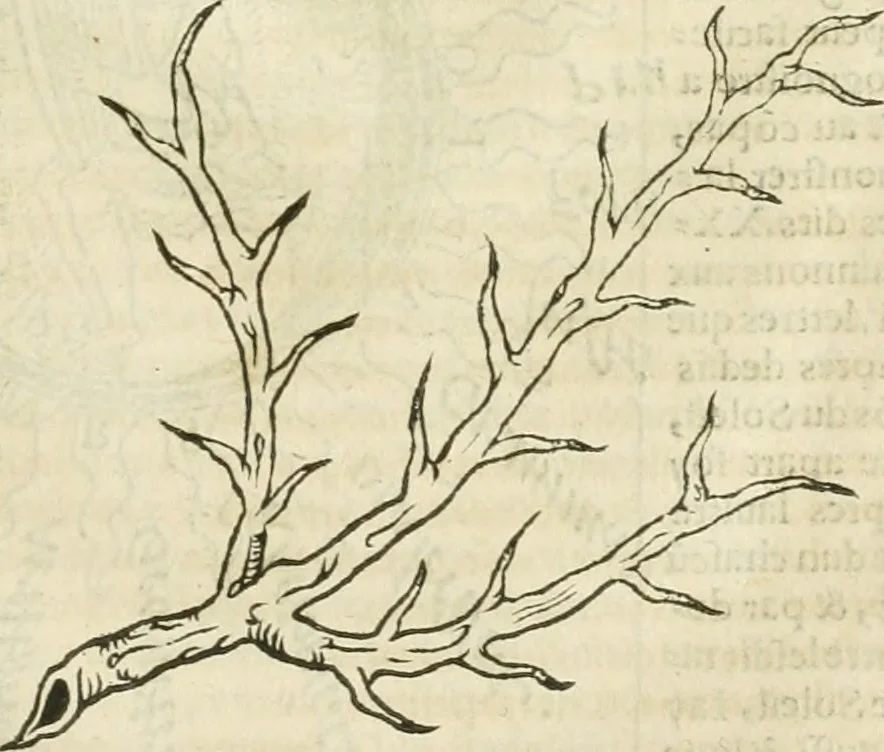 An illustration from Champ fleury : au quel est contenu lart & science de la deue & vraye proportio[n] des lettres attiques, quo[n] dit autreme[n]t lettres antiques, & vulgairement lettres romaines proportionnes selon le corps & visage humain ..., 1529, leaf 74
