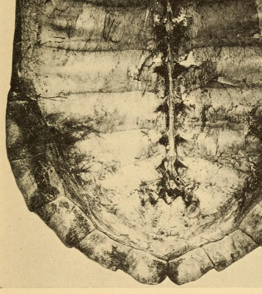 An illustration from Chapters on the ethnology of the Powhatan tribes of Virginia, 1928, leaf 179
