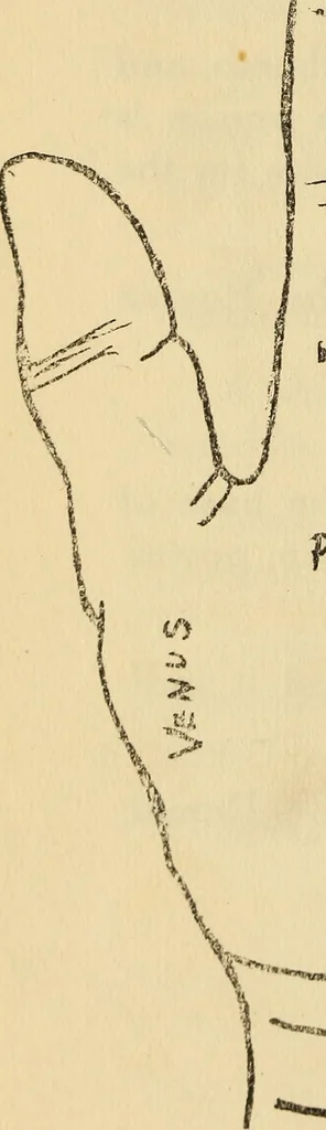 An illustration from Character analysis in condensed form, 1919, leaf 83