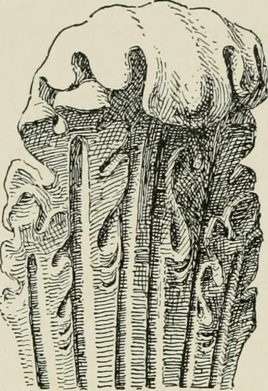 An illustration from Character of renaissance architecture, 1905, leaf 219