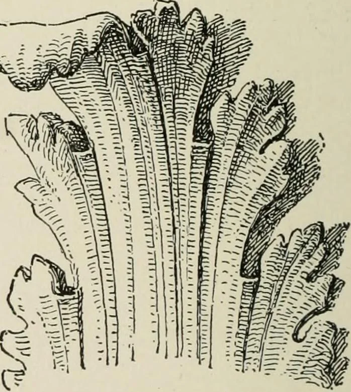 An illustration from Character of renaissance architecture, 1905, leaf 219