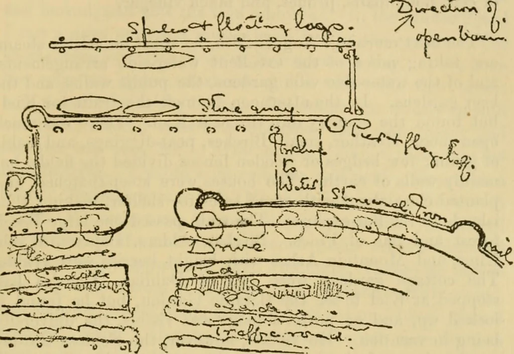 An illustration from Charles Eliot, landscape architect, a lover of nature and of his kind, who trained himself for a new profession, practised it happily and through it wrought much good, 1902, leaf 216