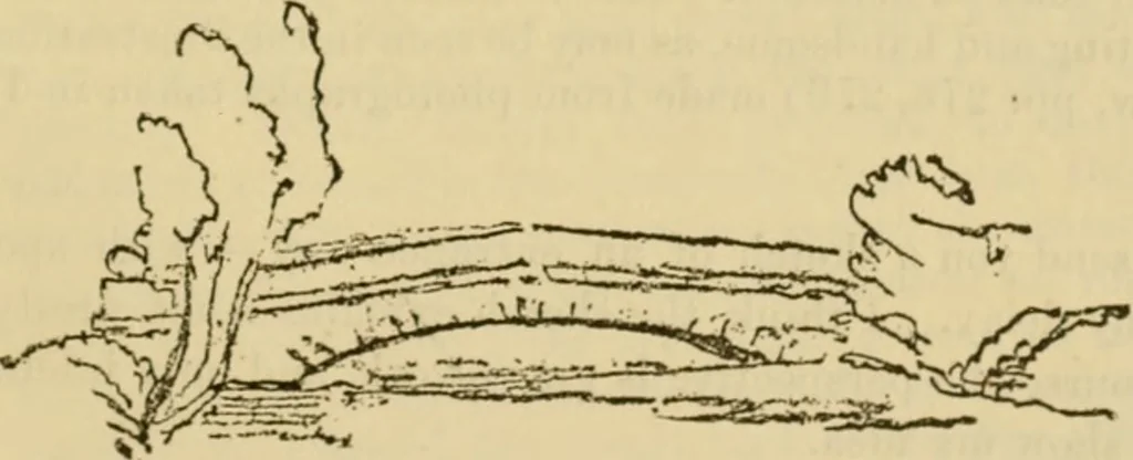 An illustration from Charles Eliot, landscape architect, a lover of nature and of his kind, who trained himself for a new profession, practised it happily and through it wrought much good, 1902, leaf 300