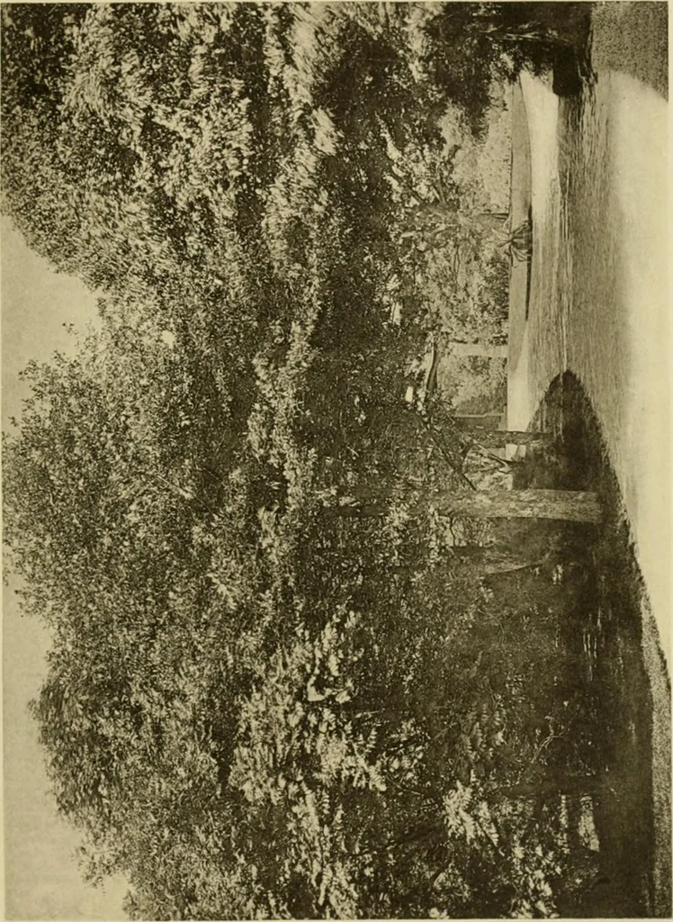 An illustration from Charles Eliot, landscape architect, a lover of nature and of his kind, who trained himself for a new profession, practised it happily and through it wrought much good, 1902, leaf 356