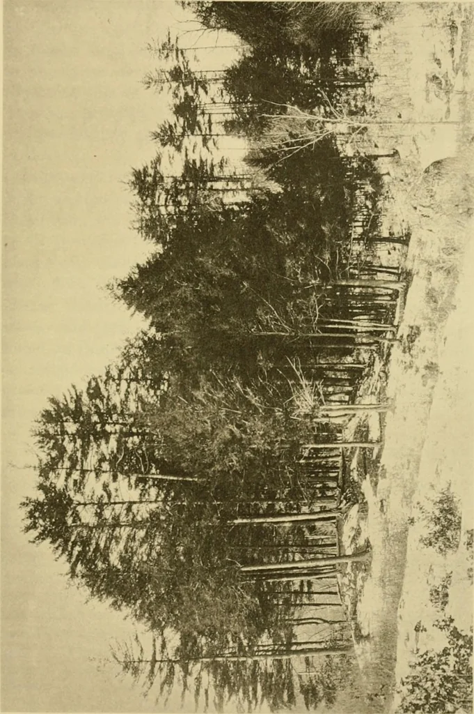An illustration from Charles Eliot, landscape architect, a lover of nature and of his kind, who trained himself for a new profession, practised it happily and through it wrought much good, 1902, leaf 436