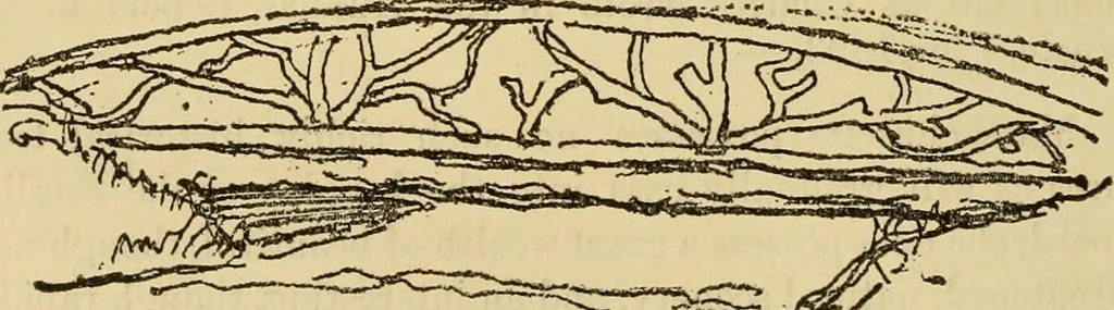 An illustration from Charles Eliot, landscape architect, a lover of nature and of his kind, who trained himself for a new profession, practised it happily and through it wrought much good, 1902, leaf 445