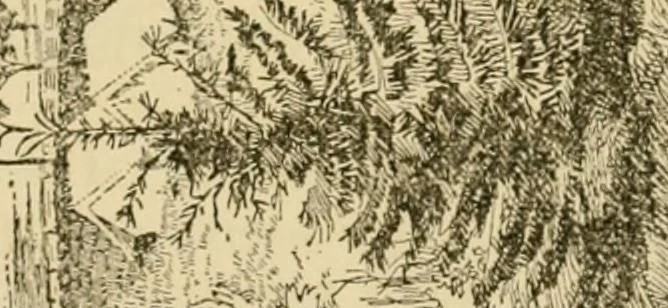 An illustration from Charles Eliot, landscape architect, a lover of nature and of his kind, who trained himself for a new profession, practised it happily and through it wrought much good, 1902, leaf 62
