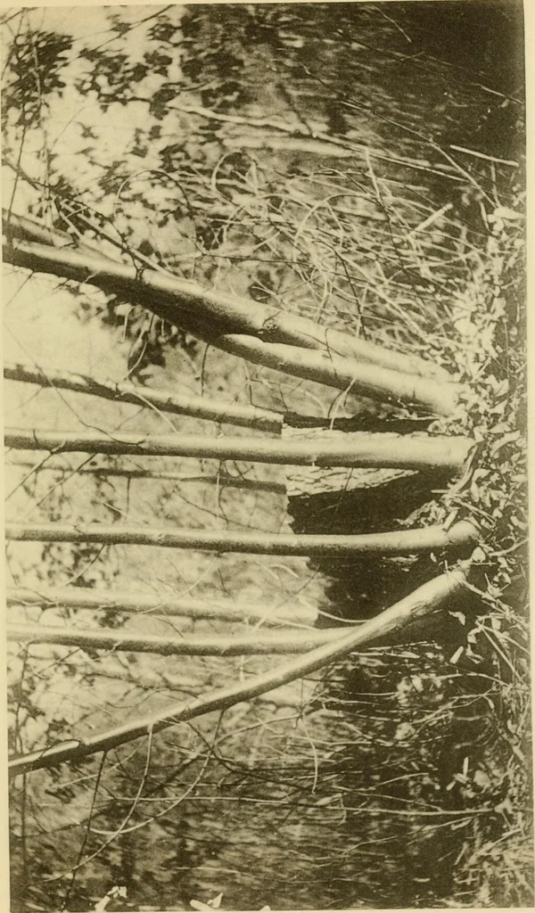 An illustration from Charles Eliot, landscape architect, a lover of nature and of his kind, who trained himself for a new profession, practised it happily and through it wrought much good, 1902, leaf 858