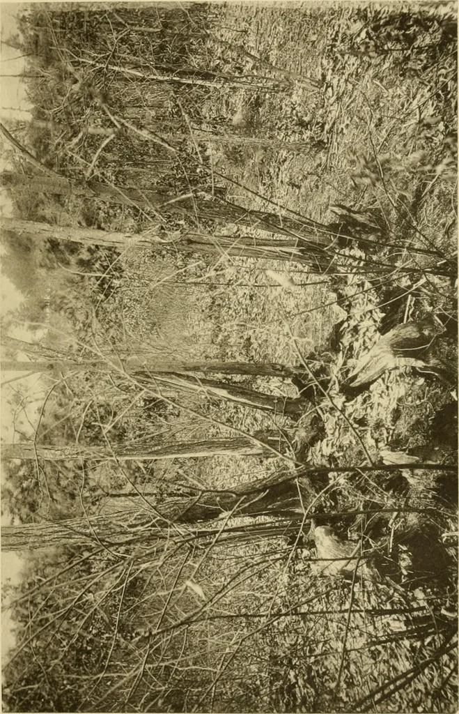An illustration from Charles Eliot, landscape architect, a lover of nature and of his kind, who trained himself for a new profession, practised it happily and through it wrought much good, 1902, leaf 860