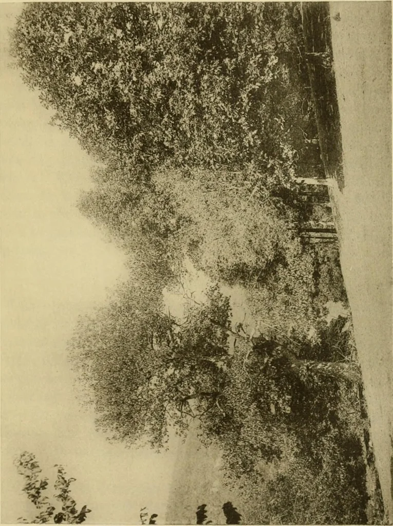 An illustration from Charles Eliot, landscape architect, a lover of nature and of his kind, who trained himself for a new profession, practised it happily and through it wrought much good, 1902, leaf 872