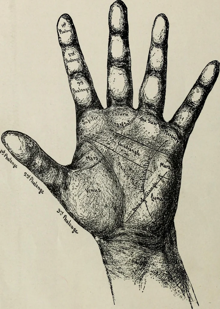 An illustration from Cheiro's language of the hand : complete practical work on the sciences of cheirognomy and cheiromancy, containing the system, rules, and experience of Cheiro [pseud.] fifty-five full-page illustrations, and over two hundred engravings of lines, mounts, and marks, 1900, leaf 105