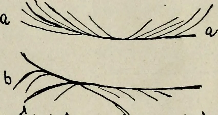 An illustration from Cheiro's language of the hand : complete practical work on the sciences of cheirognomy and cheiromancy, containing the system, rules, and experience of Cheiro [pseud.] fifty-five full-page illustrations, and over two hundred engravings of lines, mounts, and marks, 1900, leaf 120