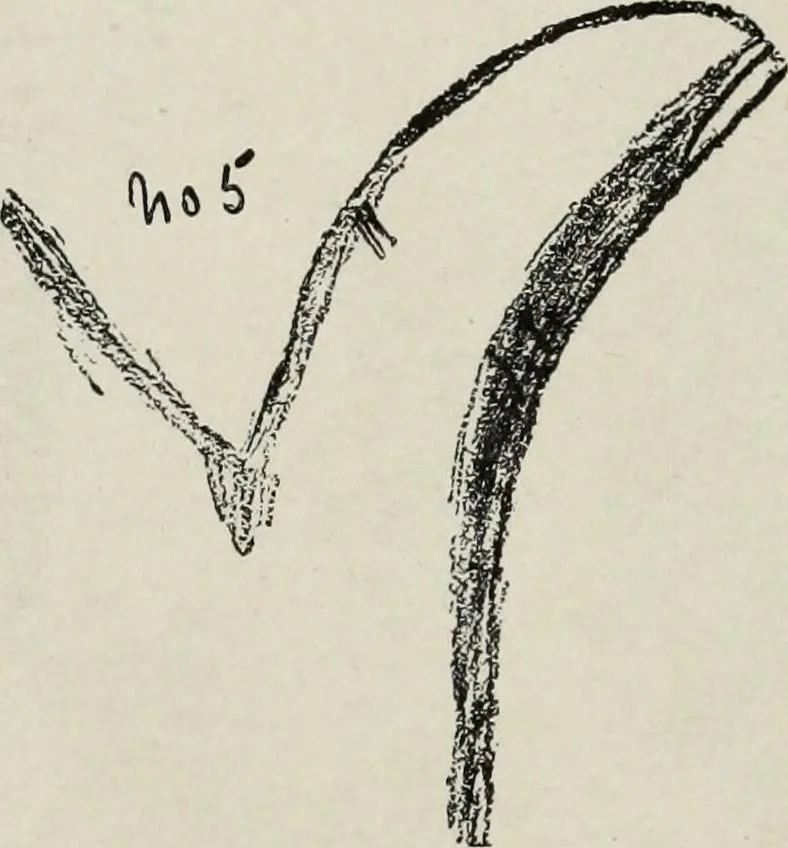An illustration from Cheiro's language of the hand : complete practical work on the sciences of cheirognomy and cheiromancy, containing the system, rules, and experience of Cheiro [pseud.] fifty-five full-page illustrations, and over two hundred engravings of lines, mounts, and marks, 1900, leaf 79