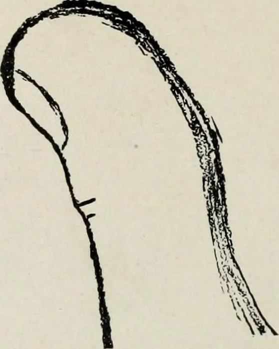 An illustration from Cheiro's language of the hand : complete practical work on the sciences of cheirognomy and cheiromancy, containing the system, rules, and experience of Cheiro [pseud.] fifty-five full-page illustrations, and over two hundred engravings of lines, mounts, and marks, 1900, leaf 79