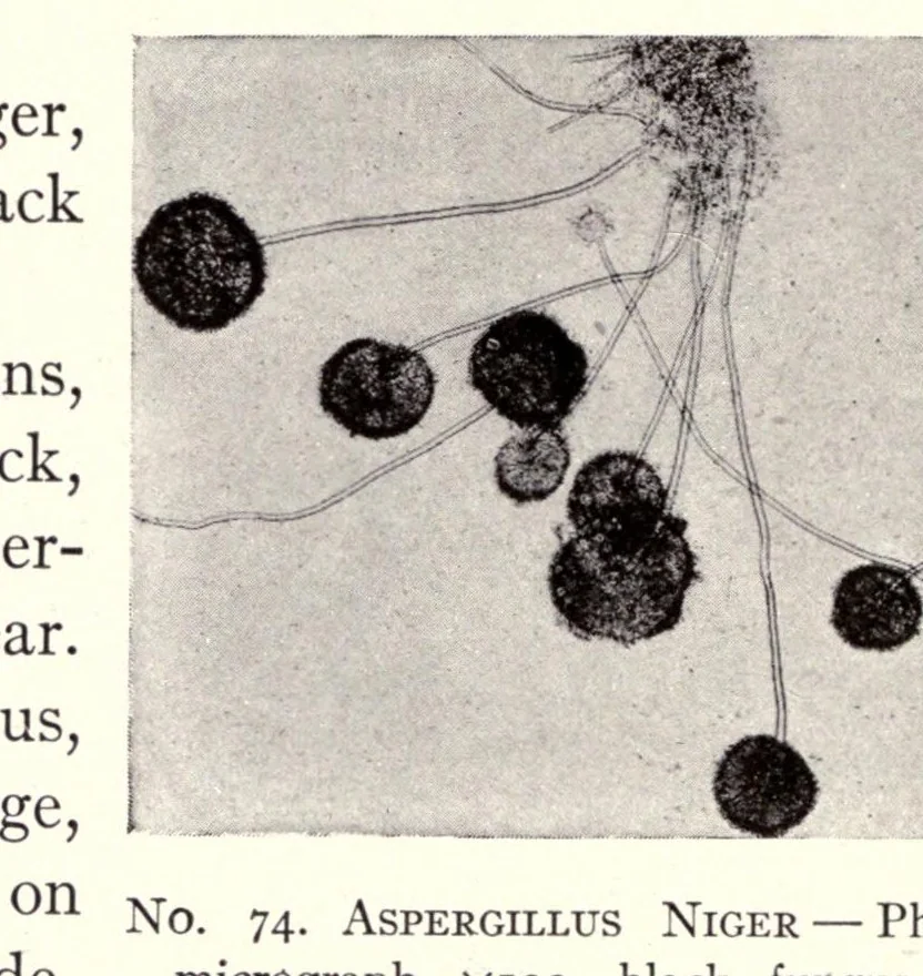An illustration from The chemistry and technology of paints, 1916, leaf 290