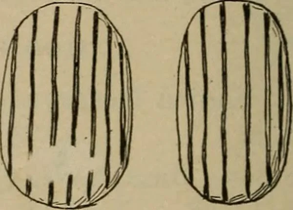 An illustration from Chess and playing cards, 1898, leaf 115