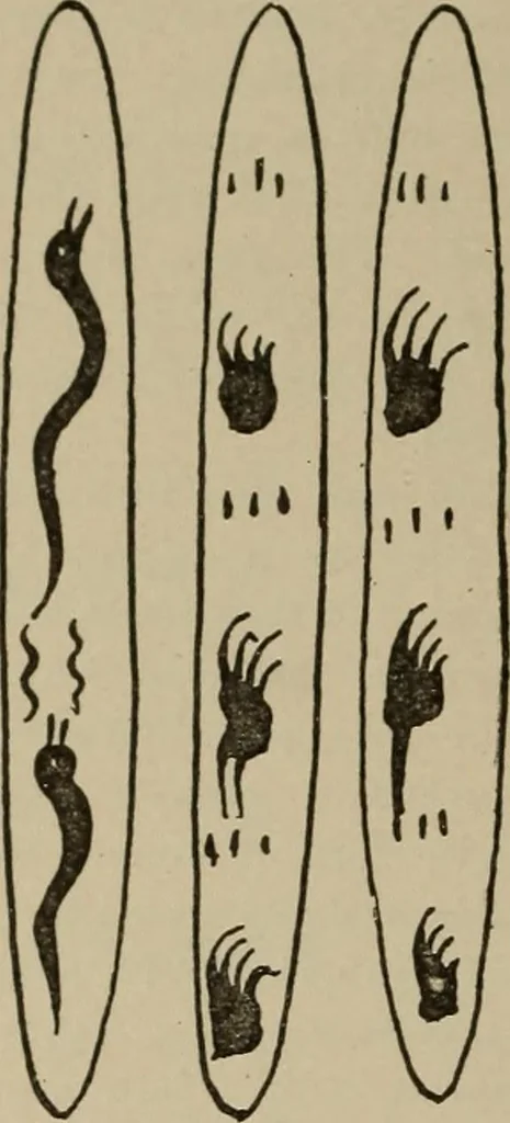 An illustration from Chess and playing cards, 1898, leaf 123
