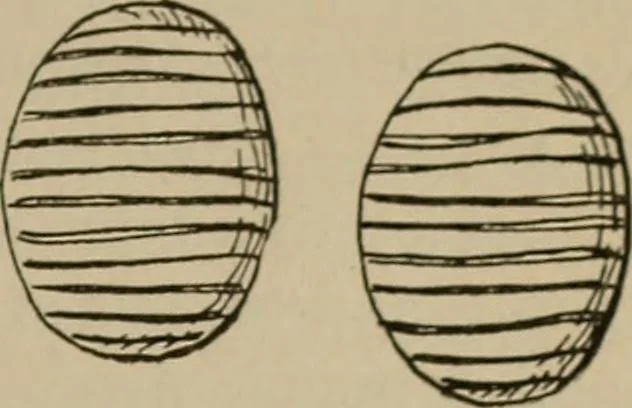An illustration from Chess and playing cards, 1898, leaf 124