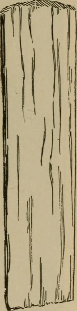 An illustration from Chess and playing cards, 1898, leaf 144