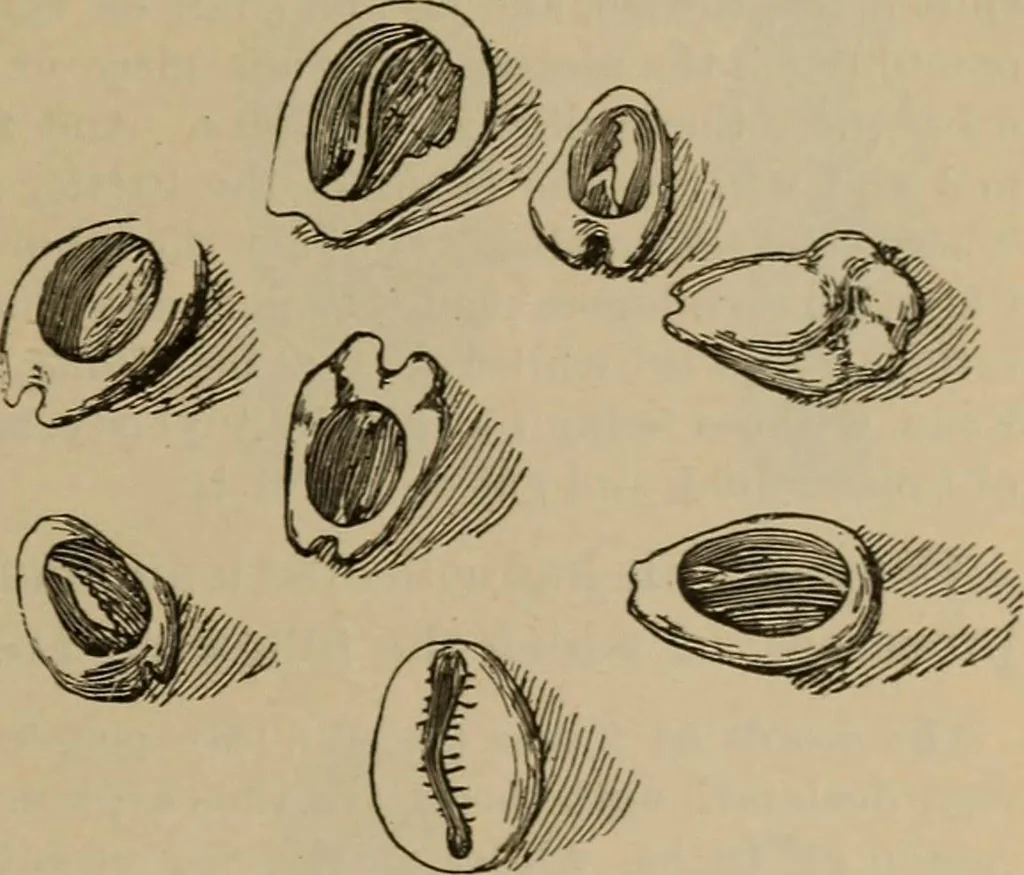 An illustration from Chess and playing cards, 1898, leaf 210