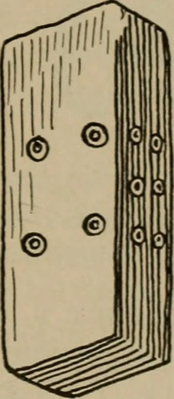 An illustration from Chess and playing cards, 1898, leaf 224