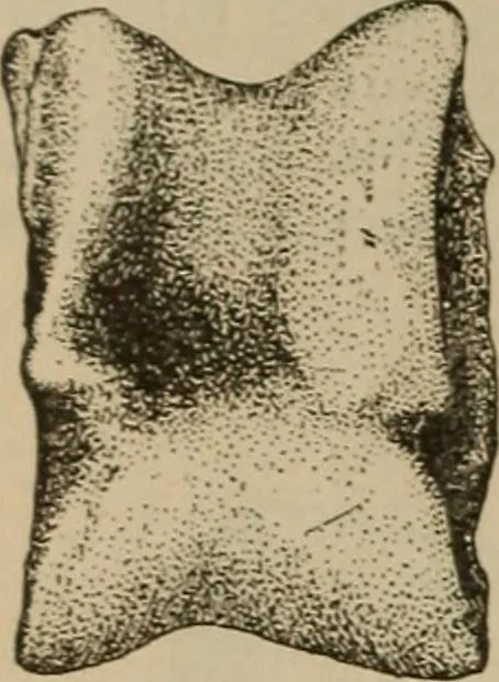 An illustration from Chess and playing cards, 1898, leaf 225