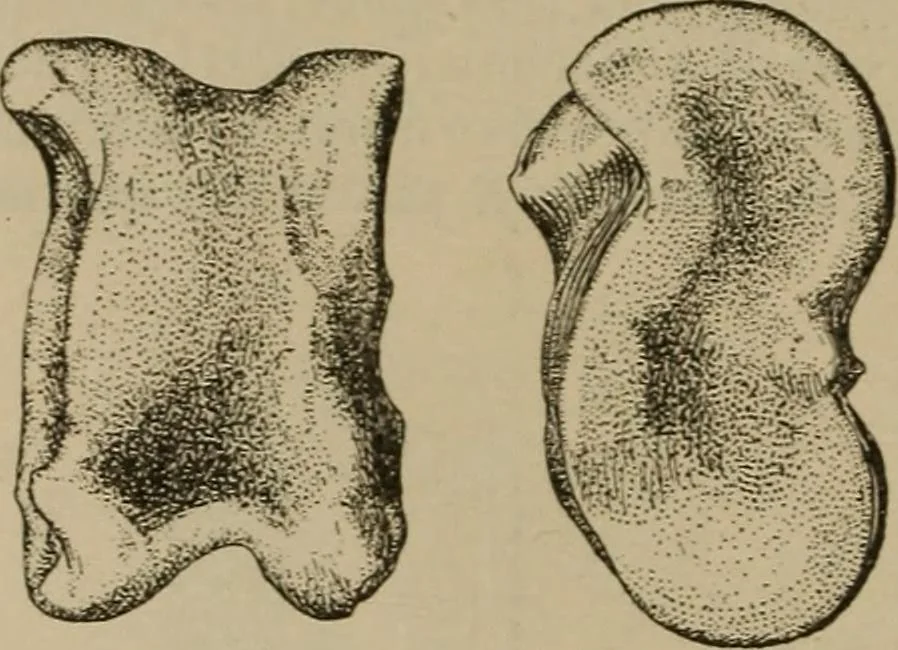 An illustration from Chess and playing cards, 1898, leaf 225