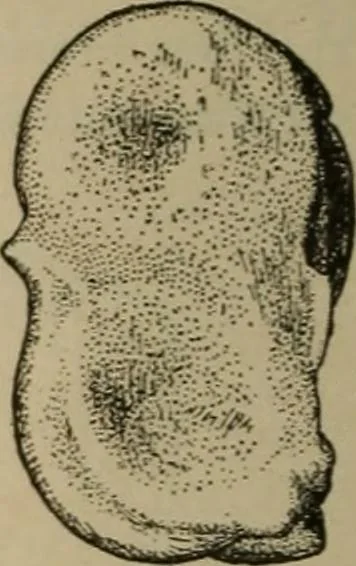 An illustration from Chess and playing cards, 1898, leaf 225