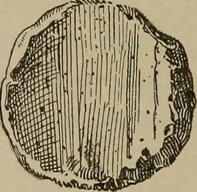 An illustration from Chess and playing cards, 1898, leaf 289