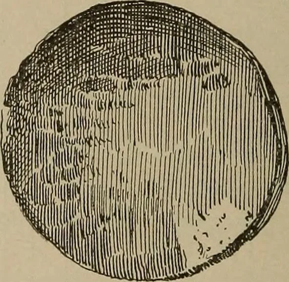 An illustration from Chess and playing cards, 1898, leaf 289
