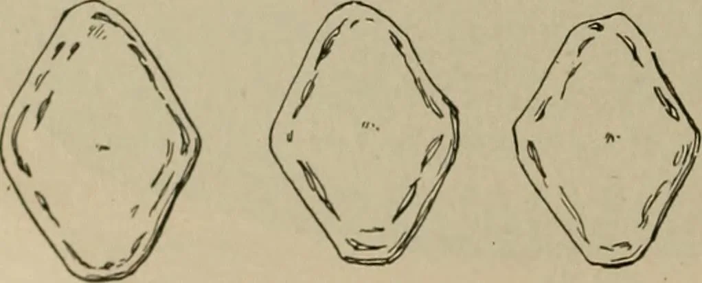 An illustration from Chess and playing cards, 1898, leaf 45