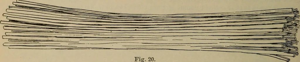 An illustration from Chess and playing cards, 1898, leaf 53