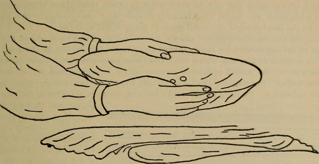 An illustration from Chess and playing cards, 1898, leaf 62