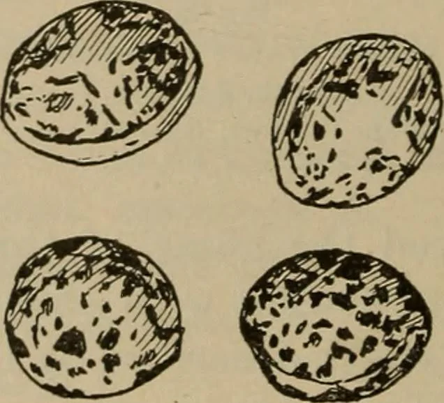 An illustration from Chess and playing cards, 1898, leaf 73