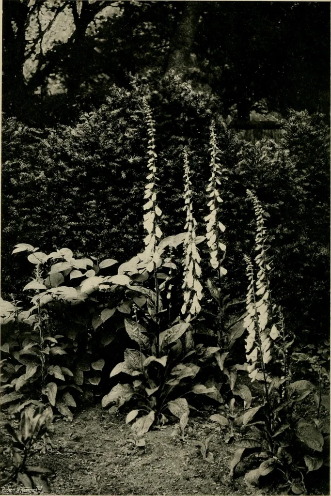 An illustration from Children and gardens, 1908, leaf 107