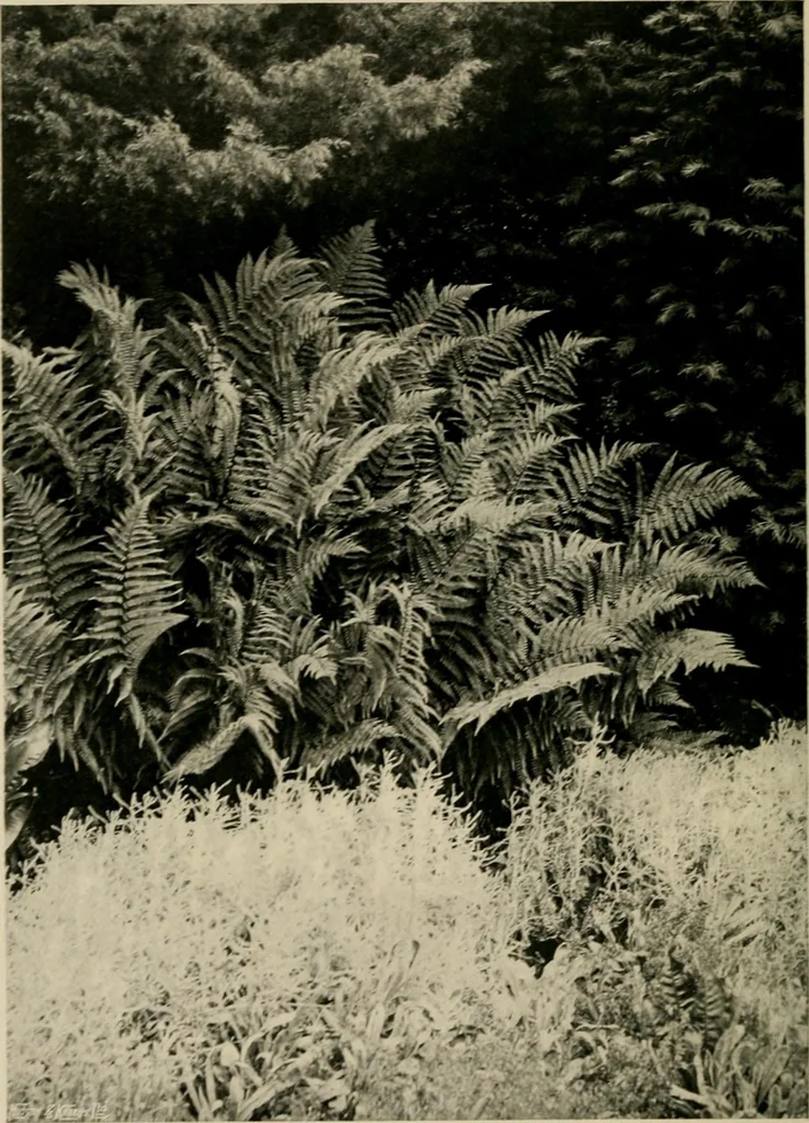 An illustration from Children and gardens, 1908, leaf 111