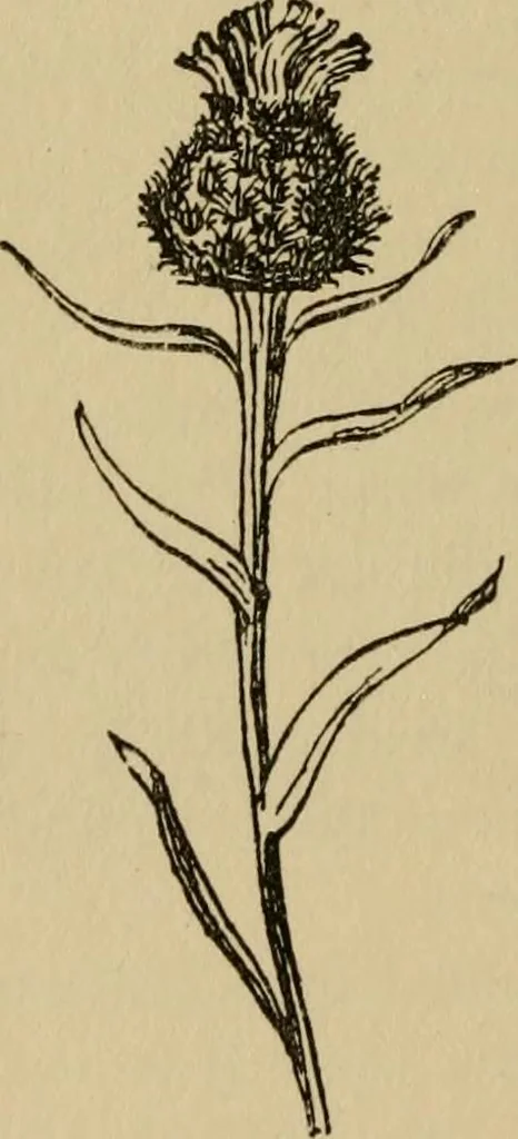 An illustration from Children and gardens, 1908, leaf 113
