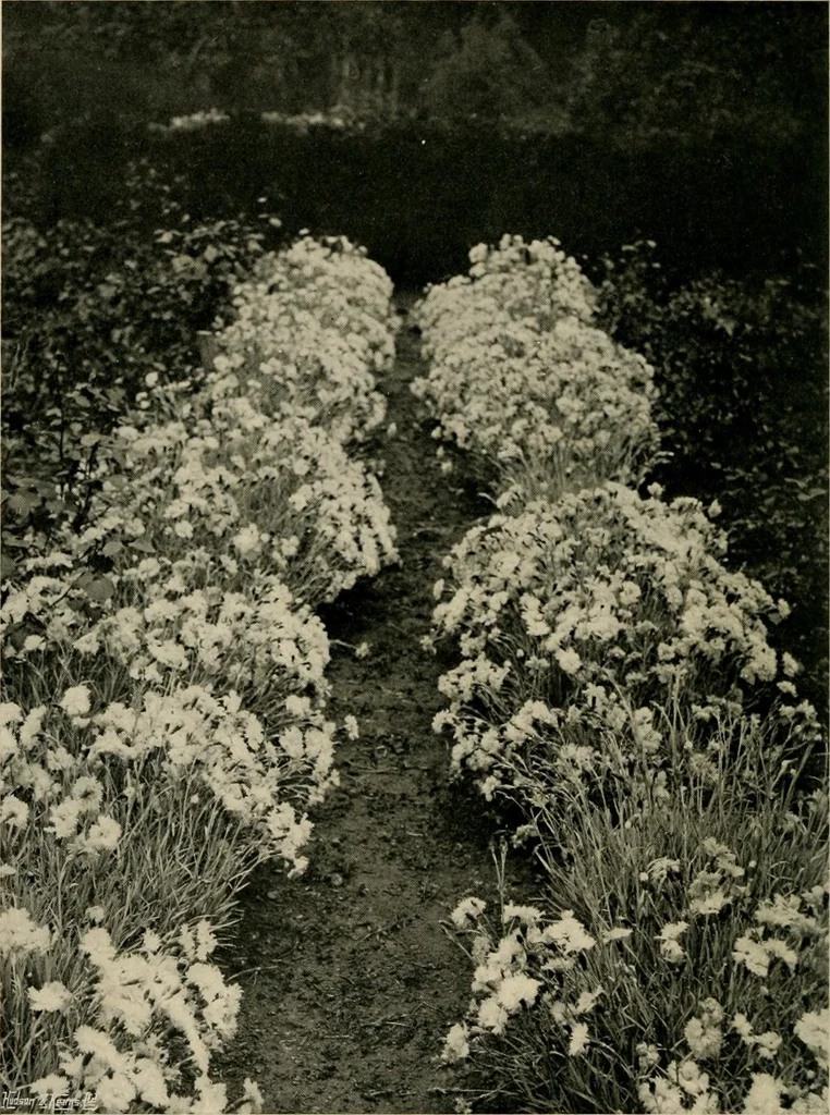 An illustration from Children and gardens, 1908, leaf 115
