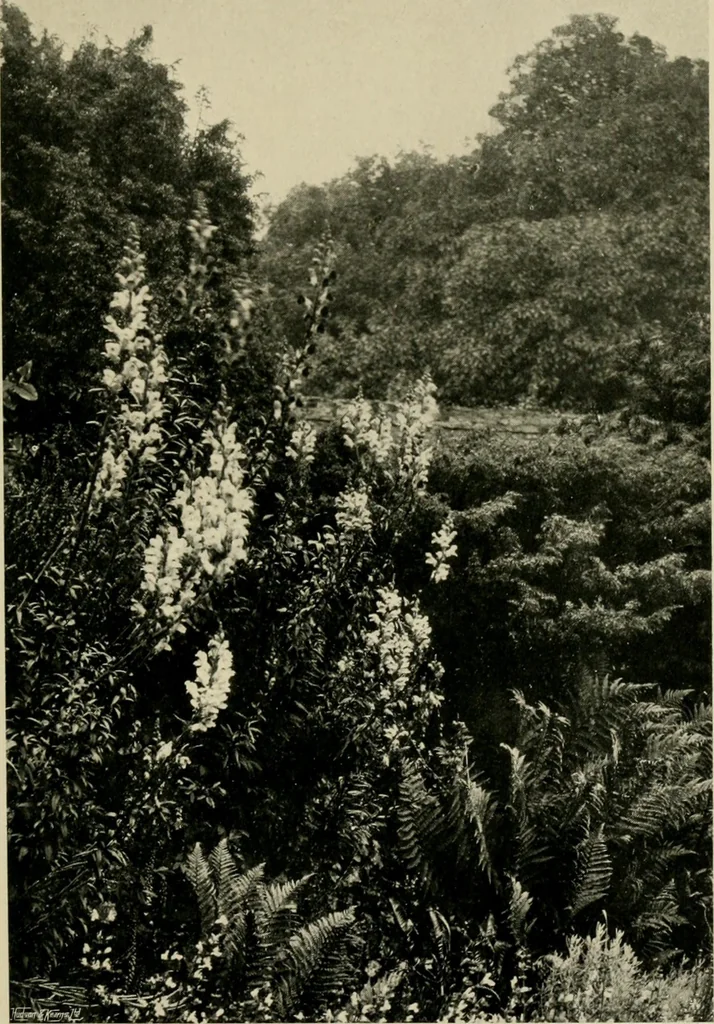 An illustration from Children and gardens, 1908, leaf 136