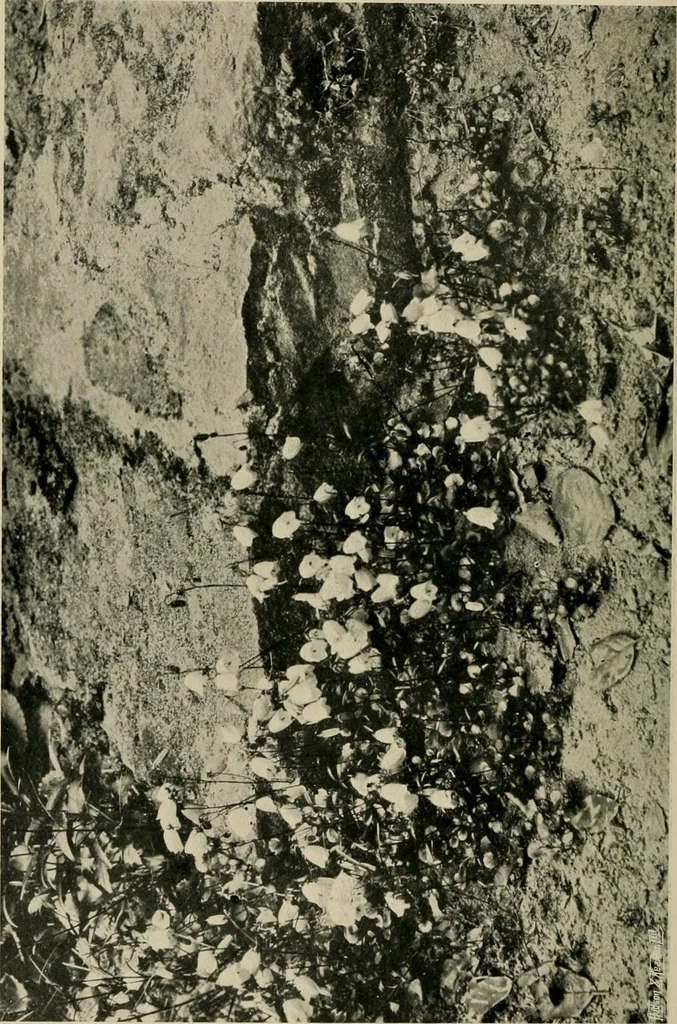 An illustration from Children and gardens, 1908, leaf 137