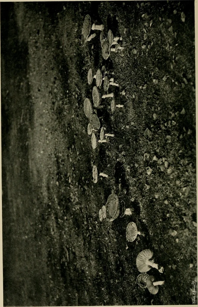 An illustration from Children and gardens, 1908, leaf 145