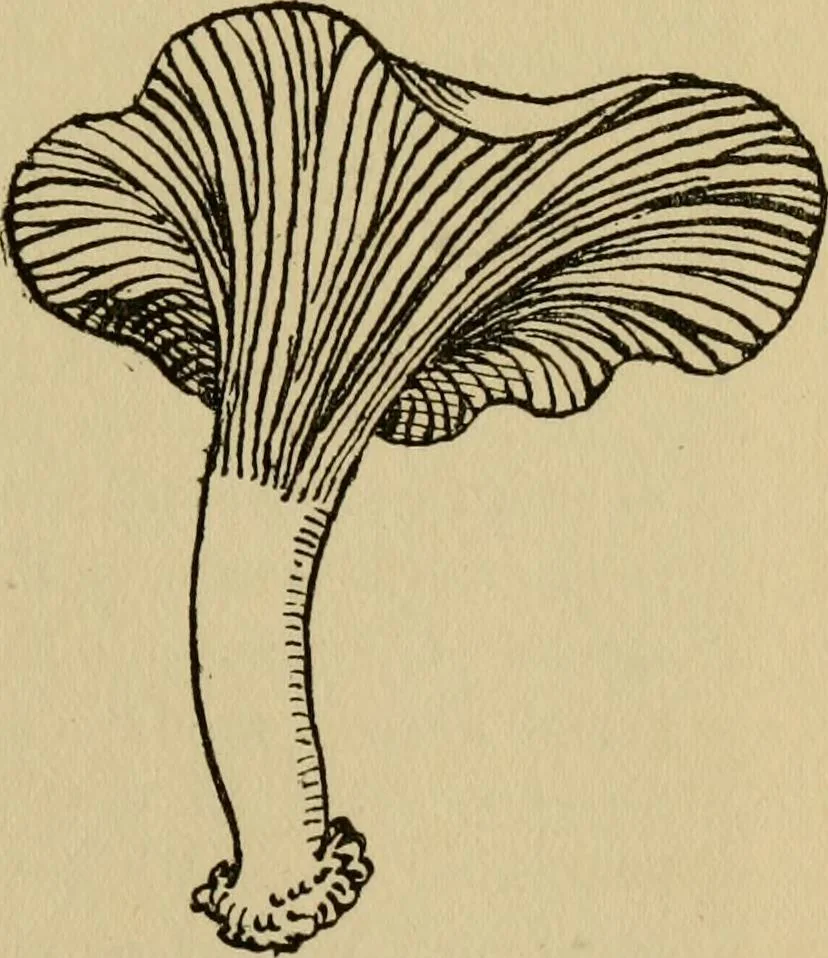 An illustration from Children and gardens, 1908, leaf 146