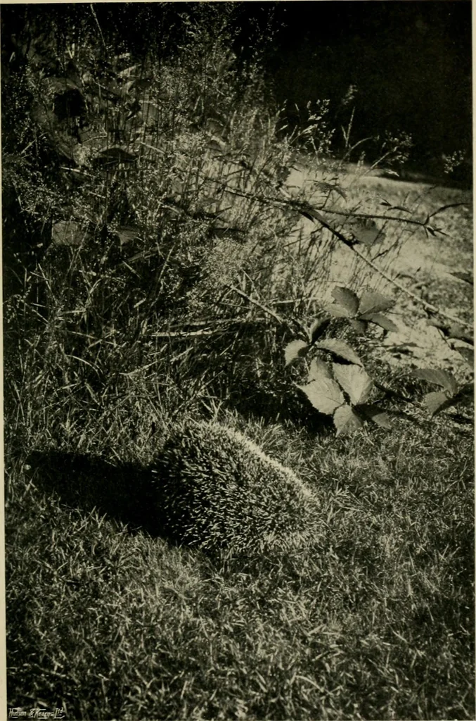 An illustration from Children and gardens, 1908, leaf 148