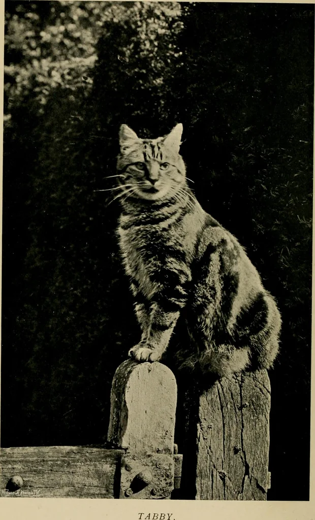 An illustration from Children and gardens, 1908, leaf 17